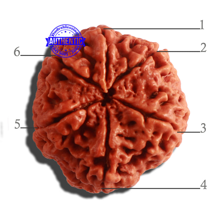 6 Mukhi Rudraksha from Nepal - Bead No. 410