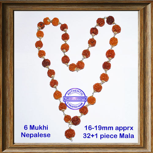 6 mukhi Rudraksha Mala - (32+1 beads - Nepalese)