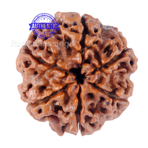 6 Mukhi Rudraksha from Nepal - Bead No. 83