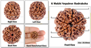 6 Mukhi Rudraksha from Nepal - Bead No. 83