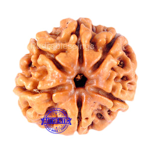 6 Mukhi Rudraksha from Nepal - Bead No. 98