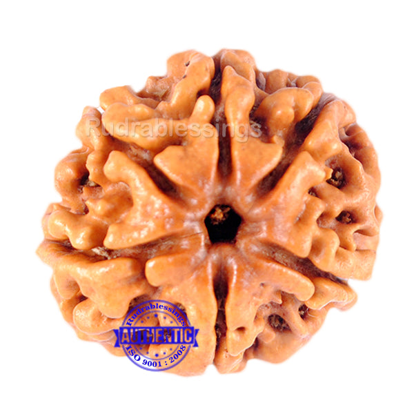 6 Mukhi Rudraksha from Nepal - Bead No. 98
