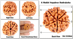 6 Mukhi Rudraksha from Nepal - Bead No. 98
