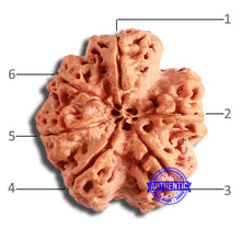 Load image into Gallery viewer, 6 Mukhi Rudraksha from Nepal - Bead No. 411
