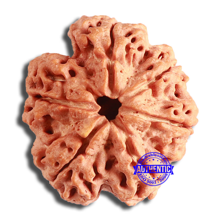 6 Mukhi Rudraksha from Nepal - Bead No. 411