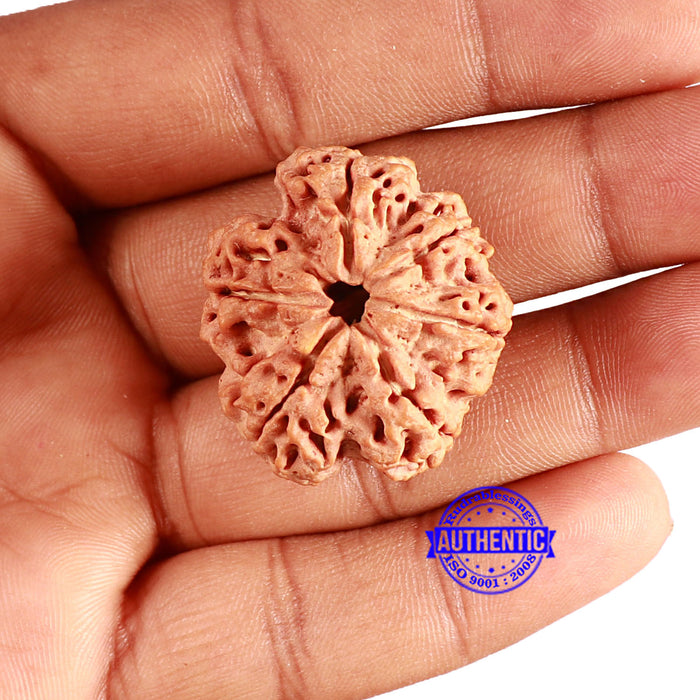 6 Mukhi Rudraksha from Nepal - Bead No. 411
