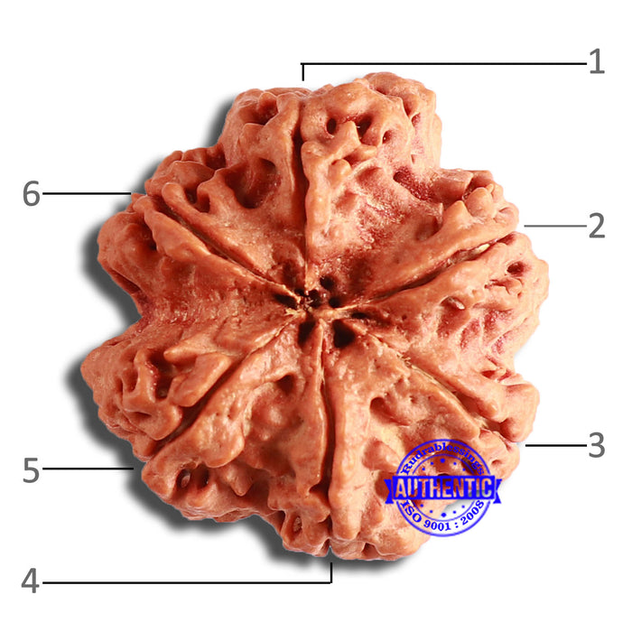 6 Mukhi Rudraksha from Nepal - Bead No. 412