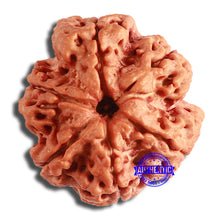 Load image into Gallery viewer, 6 Mukhi Rudraksha from Nepal - Bead No. 412
