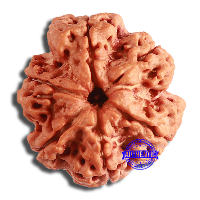 6 Mukhi Rudraksha from Nepal - Bead No. 412