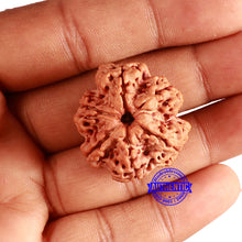 Load image into Gallery viewer, 6 Mukhi Rudraksha from Nepal - Bead No. 412
