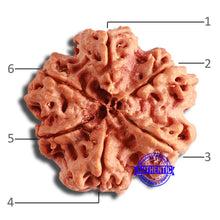 Load image into Gallery viewer, 6 Mukhi Rudraksha from Nepal - Bead No. 413
