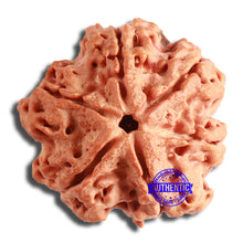 Load image into Gallery viewer, 6 Mukhi Rudraksha from Nepal - Bead No. 413
