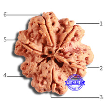 Load image into Gallery viewer, 6 Mukhi Rudraksha from Nepal - Bead No. 414
