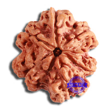 Load image into Gallery viewer, 6 Mukhi Rudraksha from Nepal - Bead No. 414
