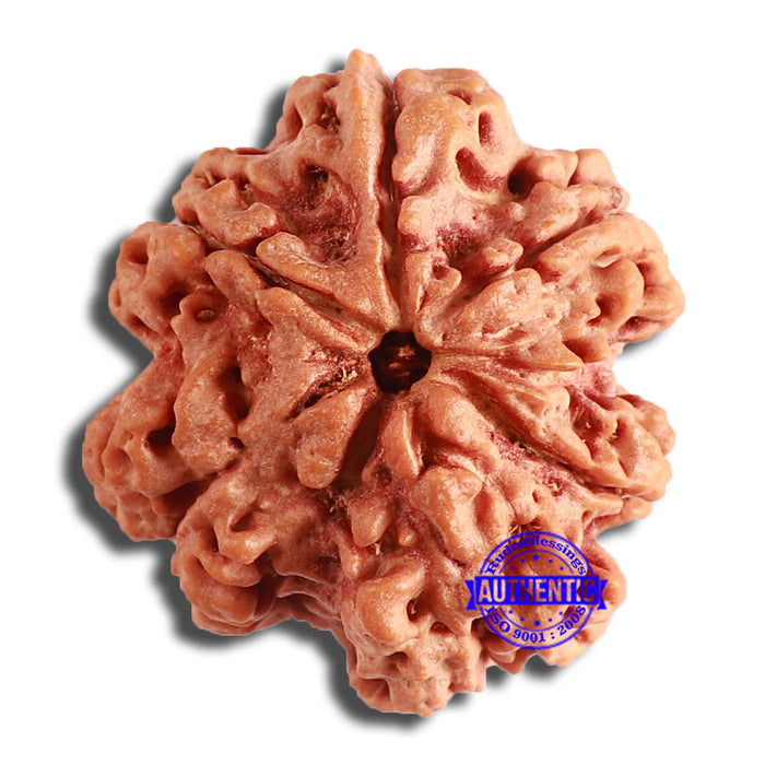 6 Mukhi Rudraksha from Nepal - Bead No. 414