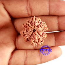 Load image into Gallery viewer, 6 Mukhi Rudraksha from Nepal - Bead No. 414
