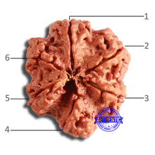 Load image into Gallery viewer, 6 Mukhi Rudraksha from Nepal - Bead No. 415
