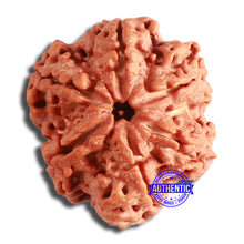 Load image into Gallery viewer, 6 Mukhi Rudraksha from Nepal - Bead No. 415
