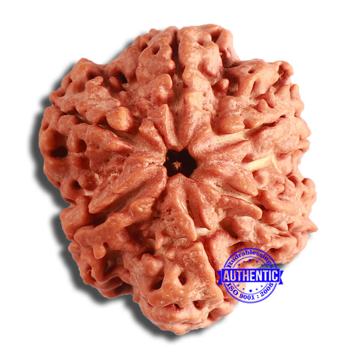 6 Mukhi Rudraksha from Nepal - Bead No. 415