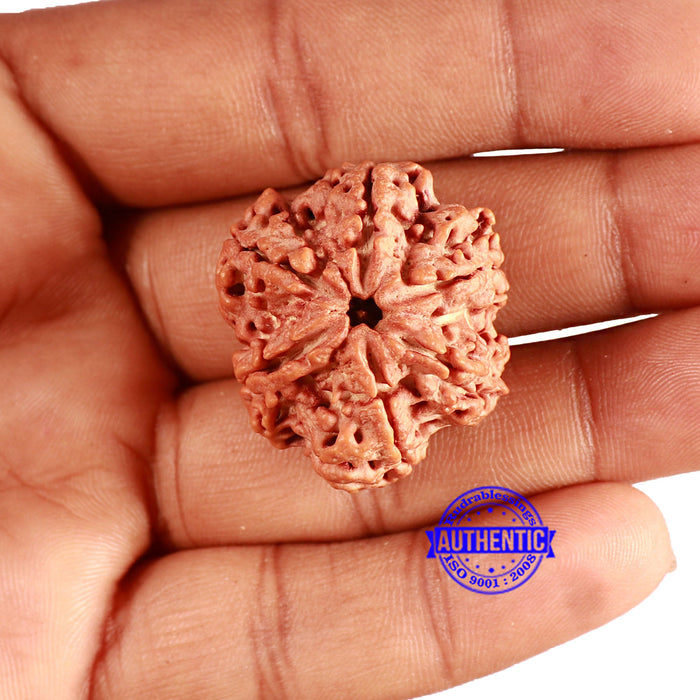 6 Mukhi Rudraksha from Nepal - Bead No. 415