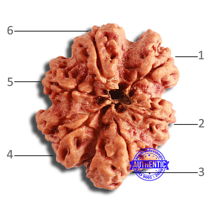 6 Mukhi Rudraksha from Nepal - Bead No. 416