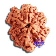 Load image into Gallery viewer, 6 Mukhi Rudraksha from Nepal - Bead No. 416
