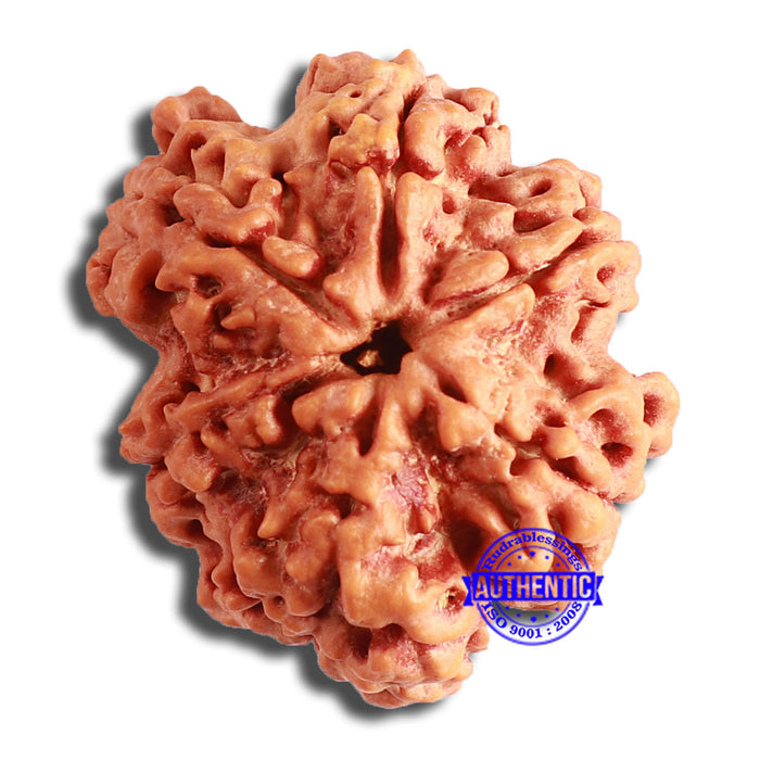 6 Mukhi Rudraksha from Nepal - Bead No. 416