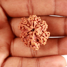 Load image into Gallery viewer, 6 Mukhi Rudraksha from Nepal - Bead No. 416
