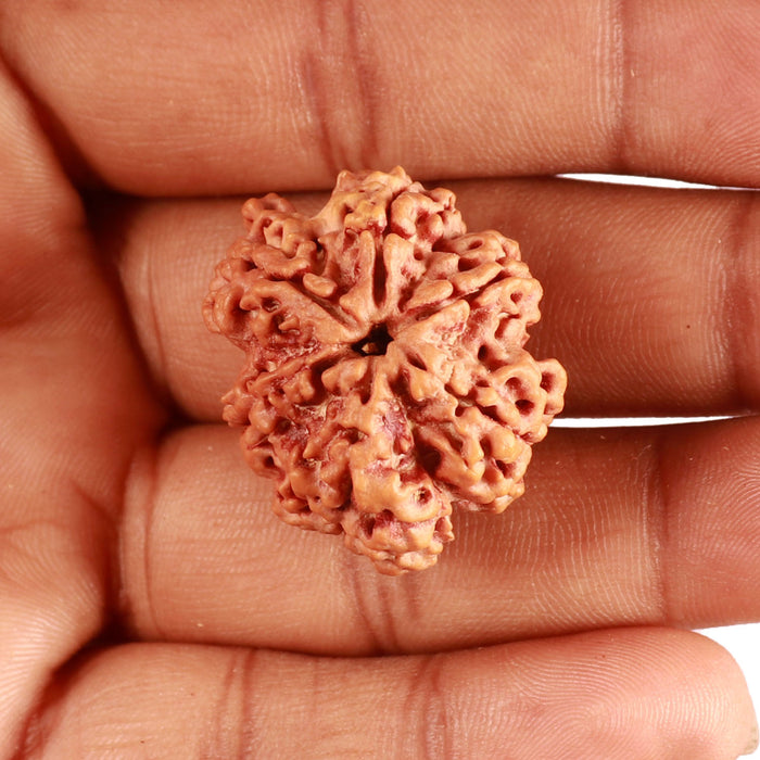 6 Mukhi Rudraksha from Nepal - Bead No. 416