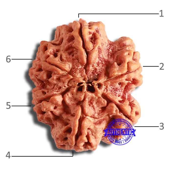 6 Mukhi Rudraksha from Nepal - Bead No. 417
