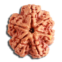 Load image into Gallery viewer, 6 Mukhi Rudraksha from Nepal - Bead No. 417
