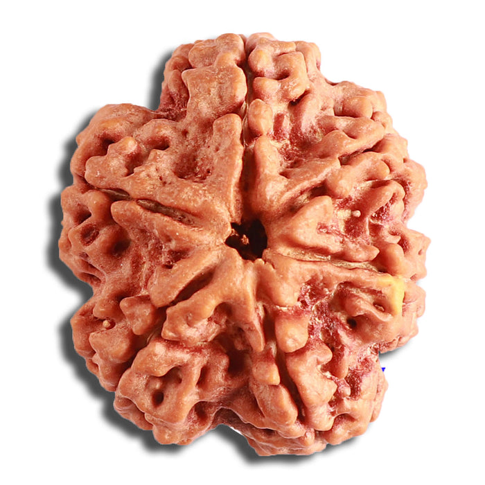6 Mukhi Rudraksha from Nepal - Bead No. 417