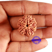 Load image into Gallery viewer, 6 Mukhi Rudraksha from Nepal - Bead No. 417
