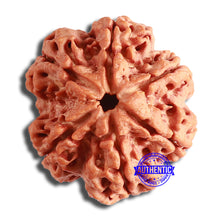 Load image into Gallery viewer, 6 Mukhi Rudraksha from Nepal - Bead No. 418

