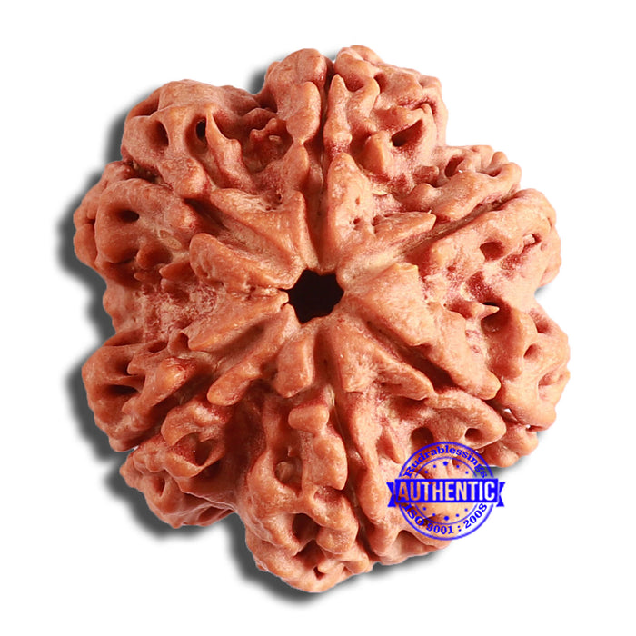 6 Mukhi Rudraksha from Nepal - Bead No. 418