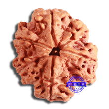 Load image into Gallery viewer, 6 Mukhi Rudraksha from Nepal - Bead No. 419
