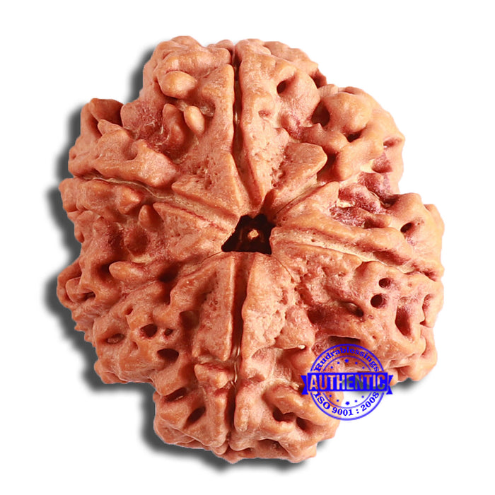 6 Mukhi Rudraksha from Nepal - Bead No. 419