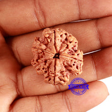 Load image into Gallery viewer, 6 Mukhi Rudraksha from Nepal - Bead No. 419
