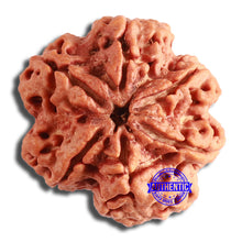 Load image into Gallery viewer, 6 Mukhi Rudraksha from Nepal - Bead No. 420
