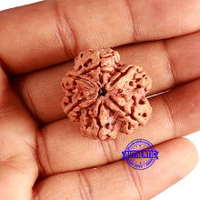 Load image into Gallery viewer, 6 Mukhi Rudraksha from Nepal - Bead No. 420
