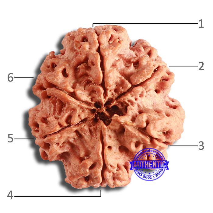 6 Mukhi Rudraksha from Nepal - Bead No. 421