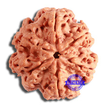 Load image into Gallery viewer, 6 Mukhi Rudraksha from Nepal - Bead No. 421
