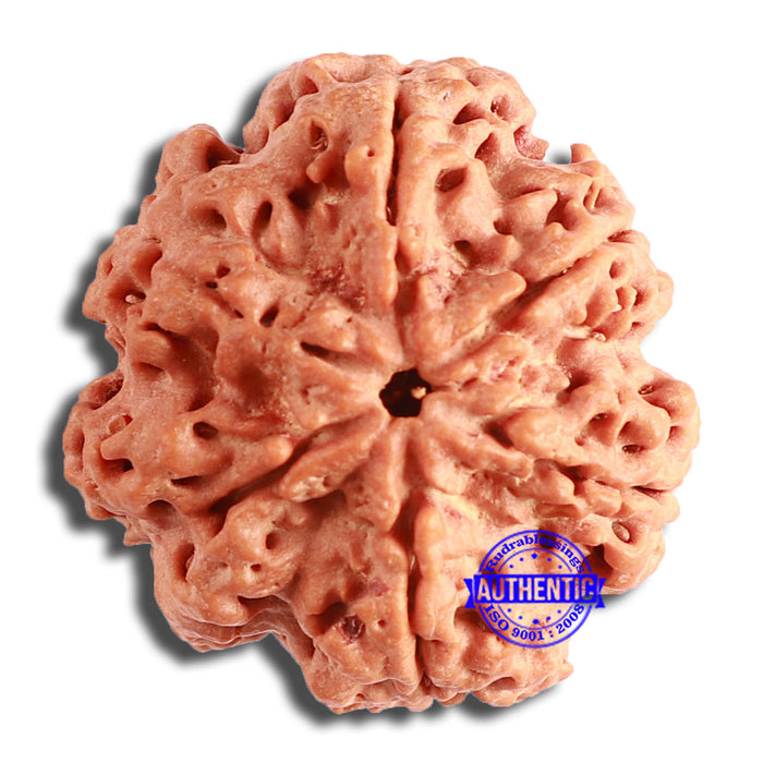 6 Mukhi Rudraksha from Nepal - Bead No. 421
