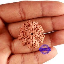 Load image into Gallery viewer, 6 Mukhi Rudraksha from Nepal - Bead No. 421
