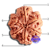 Load image into Gallery viewer, 6 Mukhi Rudraksha from Nepal - Bead No. 422
