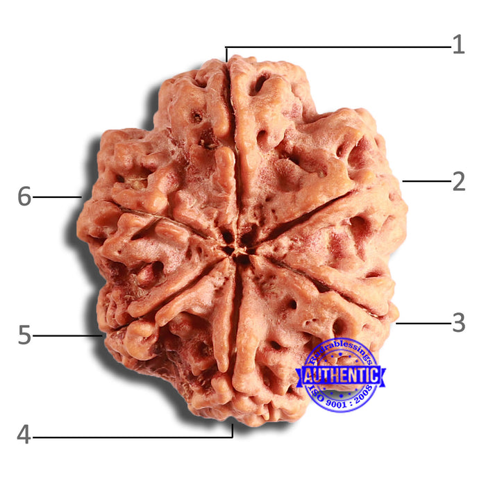 6 Mukhi Rudraksha from Nepal - Bead No. 422