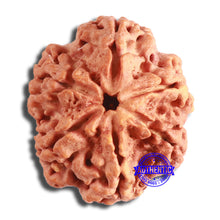 Load image into Gallery viewer, 6 Mukhi Rudraksha from Nepal - Bead No. 422
