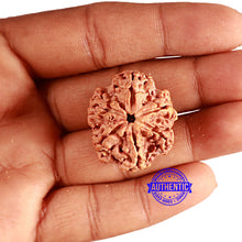 Load image into Gallery viewer, 6 Mukhi Rudraksha from Nepal - Bead No. 422
