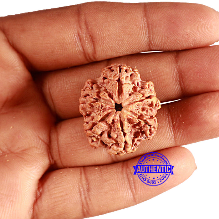 6 Mukhi Rudraksha from Nepal - Bead No. 422