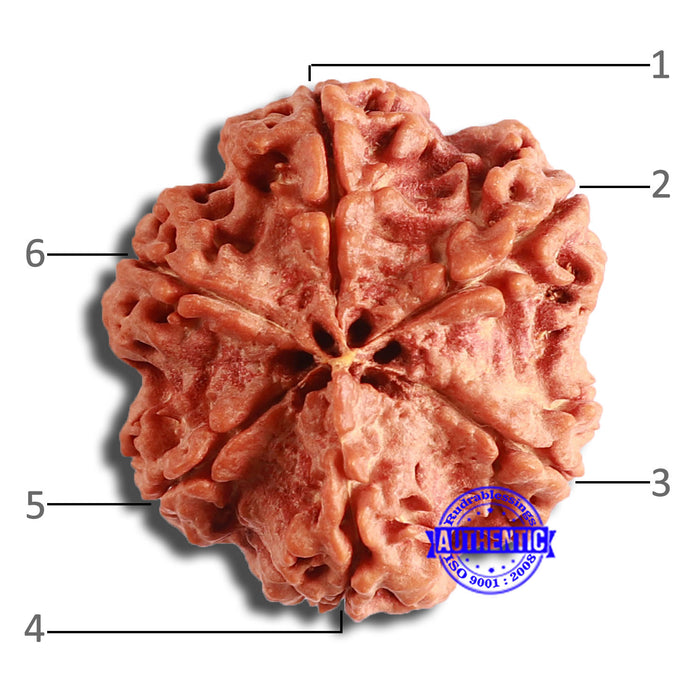 6 Mukhi Rudraksha from Nepal - Bead No. 423